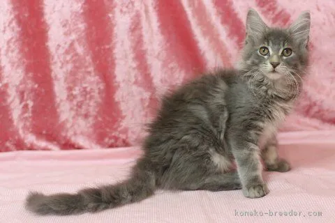 龍ノ介君 様のお迎えした子猫