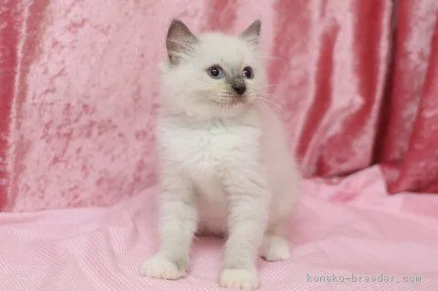 ID：1610-00124の子猫