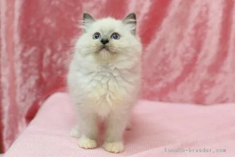 mariko 様のお迎えした子猫