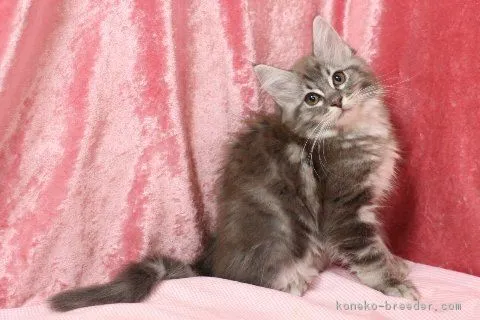 ID：1903-00222の子猫