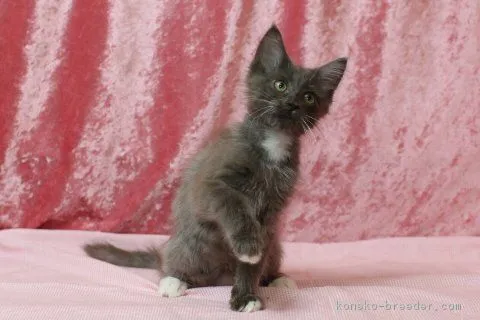 いさお 様のお迎えした子猫