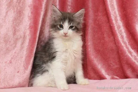 ID：1904-02015の子猫