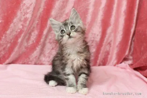 ID：1702-00784の子猫