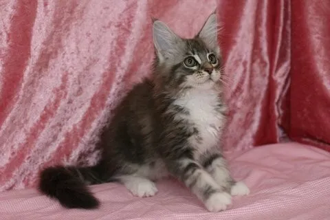 ID：1407-00280の子猫