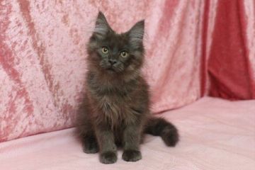 メインクーン【北海道・男の子・2018年9月20日・ブルースモーク】の写真「ブルースモークの男の子」