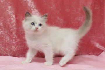 ラグドール【北海道・男の子・2016年1月11日・ブルーポイントバイカラー】の写真「」