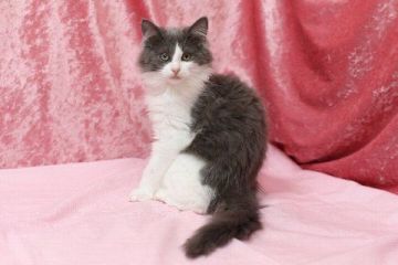 メインクーン【北海道・女の子・2015年11月25日・ブルー&ホワイト】の写真「」