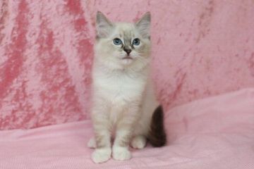 ラグドール【北海道・女の子・2015年12月23日・シールリンクスポイントミテッド】の写真「」