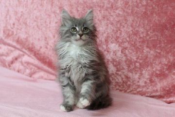 メインクーン【北海道・女の子・2015年12月23日・ブルーシルバークラシックタビー&ホワイト】の写真「」