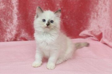 ラグドール【北海道・女の子・2016年3月7日・ブルートーティポイントバイカラー】の写真「」