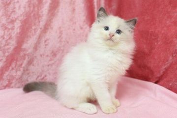 ラグドール【北海道・男の子・2017年1月5日・ブルーポイントバイカラー】の写真「ブルーポイントバイカラーの男の子です」