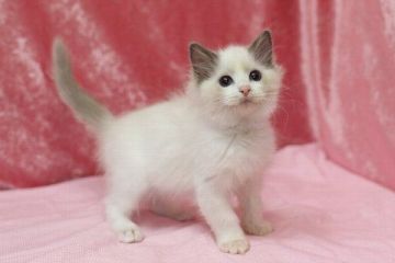 ラグドール【北海道・男の子・2015年12月5日・ブルーポイントバイカラー】の写真「」