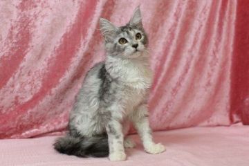 メインクーン【北海道・女の子・2018年1月31日・シルバーパッチドタビー&ホワイト】の写真「シルバーパッチドタビー＆ホワイトの女の子」