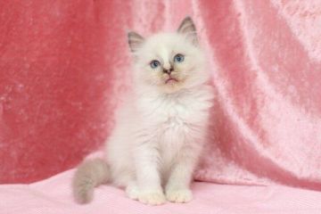 ラグドール【北海道・男の子・2016年3月7日・ブルーポイントミテッド(ブレイズ)】の写真「」
