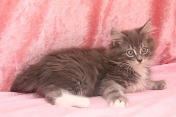 メインクーン【北海道・男の子・2014年12月21日・ブルークラシックタビー&ホワイト】の写真「」