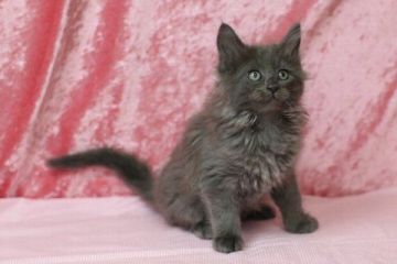 メインクーン【北海道・男の子・2015年12月23日・ブルーソリッド】の写真「」