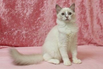 ラグドール【北海道・女の子・2018年4月30日・ブルーポイントバイカラー】の写真「ブルーポイントバイカラーの女の子」