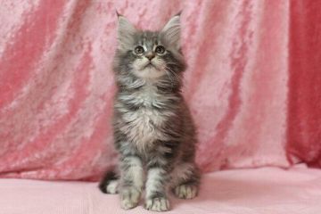 メインクーン【北海道・男の子・2018年4月20日・ブルーシルバークラシックタビー】の写真「ブルーシルバークラシックタビーの男の子」