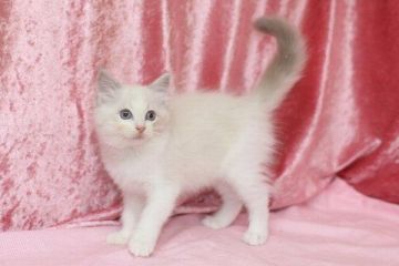 ラグドール【北海道・男の子・2016年8月20日・ブルーリンクスポイントバイカラー】の写真「」