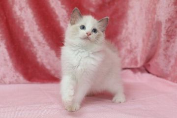 ラグドール【北海道・女の子・2016年5月21日・ブルーポンイトバイカラー】の写真「」