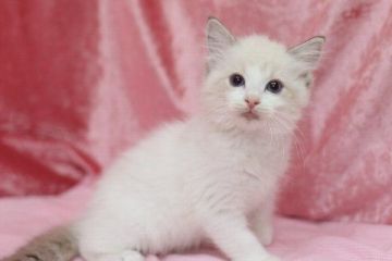 ラグドール【北海道・女の子・2016年3月7日・シールリンクスポイントバイカラー】の写真「」