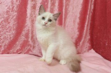 ラグドール【北海道・女の子・2018年5月21日・ブルーポイントバイカラー】の写真「ブルーポイントバイカラーの女の子」