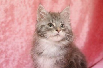 メインクーン【北海道・男の子・2014年11月22日・ブルーシルバークラシックタビー&ホワイト】の写真「」