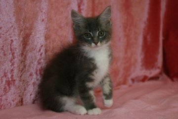 メインクーン【北海道・女の子・2014年8月17日・ブルーシルバークラシックタビー&ホワイト】の写真「好みが分かれるところですが、個性派っちゅーことで。」