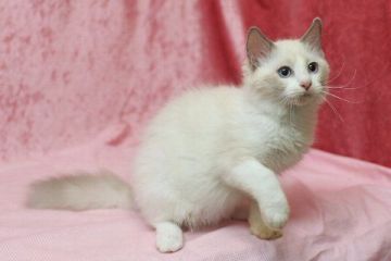 ラグドール【北海道・女の子・2016年5月21日・ブルーポイントバイカラー】の写真「」