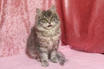 メインクーン【北海道・女の子・2014年8月17日・ブルークラシックタビー】の写真「女の子だけど、ドラえもん～～♪」