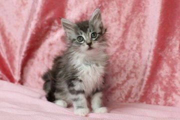 メインクーン【北海道・女の子・2016年2月6日・シルバークラシックタビー&ホワイト】の写真「」