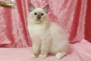 ラグドール【北海道・男の子・2018年5月21日・ブルーポイントミテッド】の写真「ブルーポイントミテッドの男の子」