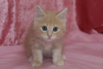 メインクーン【北海道・男の子・2014年8月17日・クリームクラシックタビー】の写真「今のところ、可愛いね～♪」