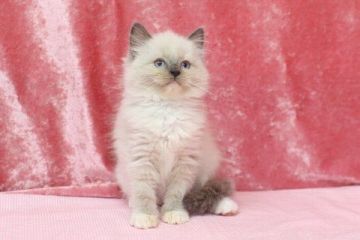 ラグドール【北海道・女の子・2016年3月7日・ブルーポイントミテッド】の写真「」