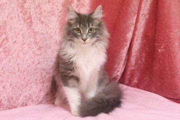 メインクーン【北海道・女の子・2014年8月17日・ブルーシルバークラシックタビー&ホワイト】の写真「」