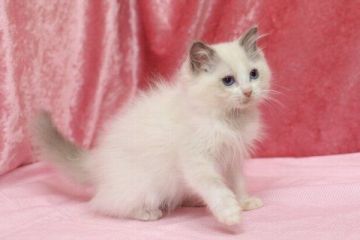 ラグドール【北海道・女の子・2015年12月5日・ブルーポイントバイカラー】の写真「」