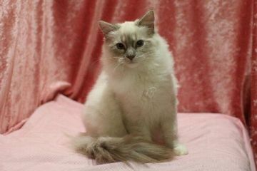 ラグドール【北海道・男の子・2020年10月8日・ブルーリンクスポイントミテッド】の写真「マイクロチップ埋め込み済み　遺伝子検査情報掲載」
