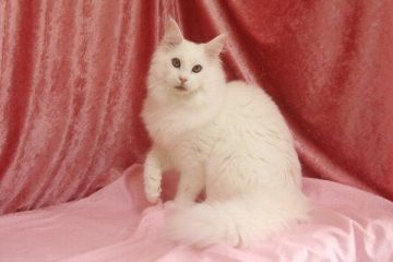 メインクーン【北海道・男の子・2014年7月15日・ホワイト(ゴールドアイ)】の写真「」