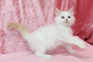 ラグドール【北海道・男の子・2016年8月20日・レッドポイントバイカラー】の写真「」