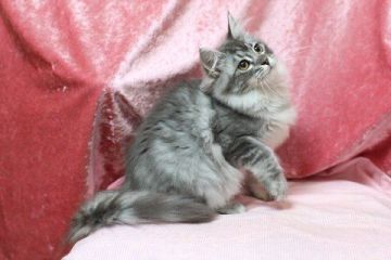 メインクーン【北海道・女の子・2018年10月15日・ブルーシルバークラシックタビー】の写真「ブルーシルバークラシックタビーの女の子」