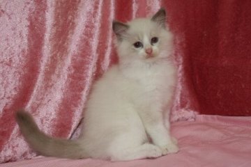 ラグドール【北海道・男の子・2014年6月4日・ブルーポイントバイカラー】の写真「無声映画のスローモーションを見ているよう～」