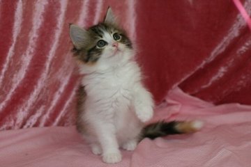 メインクーン【北海道・女の子・2014年8月17日・ブラウンパッチドタビー&ホワイト】の写真「三拍子そろったっつーのは、こういうことかね？」