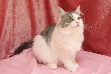 メインクーン【北海道・女の子・2014年7月5日・ブルーシルバークラシックタビー&ホワイト】の写真「条件があります。」