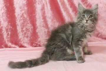 メインクーン【北海道・男の子・2018年4月25日・ブルークラシックタビー】の写真「ブルークラシックタビーの男の子」