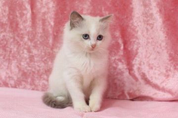 ラグドール【北海道・女の子・2016年1月11日・ブルーポイントバイカラー】の写真「」