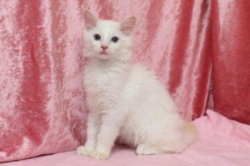 ラグドール【北海道・男の子・2016年6月15日・クリームポイントバイカラー】の写真「」