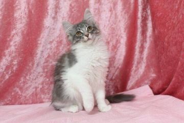 メインクーン【北海道・女の子・2015年8月14日・ブルーシルバークラシックタビー&ホワイト】の写真「」