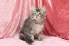 メインクーン【北海道・女の子・2017年1月19日・ブルークラシックタビー】の写真1