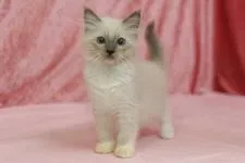 ラグドール【北海道・男の子・2020年1月23日・ブルーポイントミテッド】の写真1