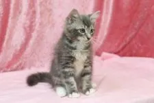 メインクーン【北海道・女の子・2015年5月28日・ブルークラシックタビー&ホワイト】の写真1